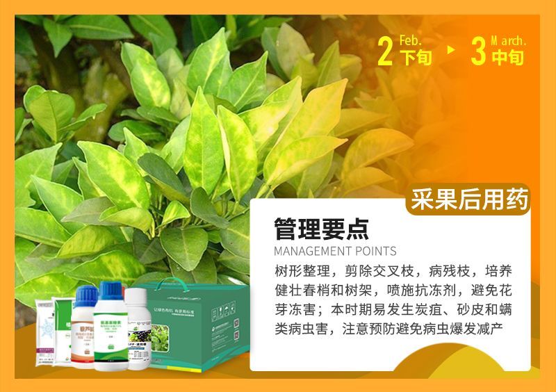 樹(shù)形整理，剪除交叉枝，病殘枝，培養健壯春梢和樹(shù)架，噴施抗凍劑，避免花芽?jì)龊?本時(shí)期易發(fā)生炭疽、砂皮和端類(lèi)病蟲(chóng)害，注意預防避免病蟲(chóng)爆發(fā)減產(chǎn) 