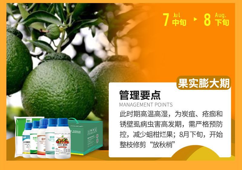 此時(shí)期高溫高濕，為炭疽、瘡癡和銹壁虱病蟲(chóng)害高發(fā)期，需嚴格預防控，減少蛆柑爛果;8月下旬，開(kāi)始整枝修剪“放秋梢”