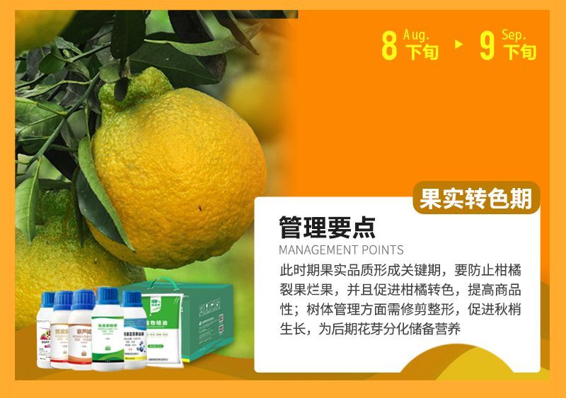 此時(shí)期果實(shí)品質(zhì)形成關(guān)鍵期，要防止柑橘裂果爛果，并且促進(jìn)柑橘轉色，提高商品性;樹(shù)體管理方面需修剪整形，促進(jìn)秋梢生長(cháng)，為后期花芽分化儲備營(yíng)養