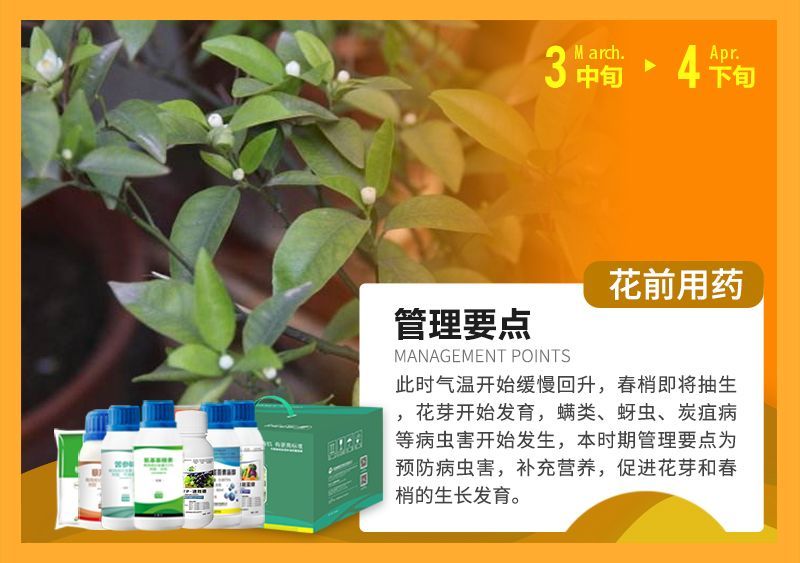 此時(shí)氣溫開(kāi)始緩慢回升，春梢即將抽生花芽開(kāi)始發(fā)育，蠕類(lèi)、蚜蟲(chóng)、炭疽病等病蟲(chóng)害開(kāi)始發(fā)生，本時(shí)期管理要點(diǎn)為預防病蟲(chóng)害，補充營(yíng)養，促進(jìn)花芽和春梢的生長(cháng)發(fā)育。