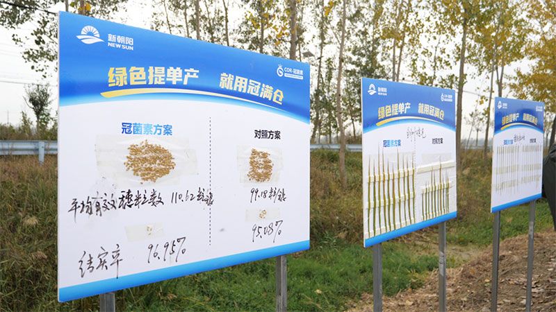 綠色提單產(chǎn)就用冠菌素 開(kāi)辟糧食抗逆增產(chǎn)新路徑