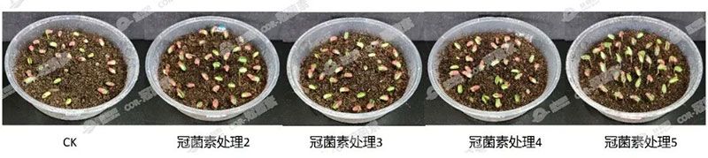 成都新朝陽(yáng)COR冠菌素入選“2025中國農業(yè)重大新產(chǎn)品”